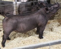 Sire: Hands To Yourself<br>
Sire of Dam: Sun Daze 149-6 br>
DOB: 4/1/2021