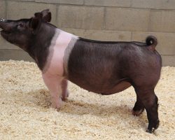 Sire: Hands To Yourself<br>
Sire of Dam: Short Bus 12-3 br>
DOB: 4/1/2021