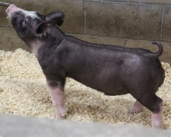 Sire: Throwing Stones <br>
Sire of Dam: Bullet Proof<br>
DOB: 5/20/2021
