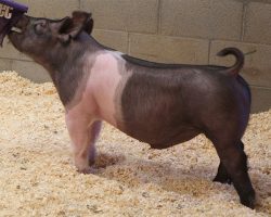 Sire: Hands To Yourself<br>
Sire of Dam:Short Bus 12-3br>
DOB: 4/1/2021