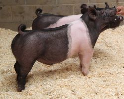 Sire: Foresight <br>
Sire of Dam: Shine Again 153-7 br>
DOB: 4/2/2021