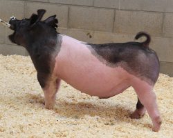 Sire: Sun Daze <br>
Sire of Dam: Foresight 90-6br>
DOB: 4/8/2021