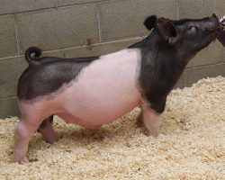 Sire: Hands To Yourself<br>
Sire of Dam: Curtain Call 4-9br>
DOB: 4/9/2021