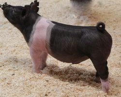 Sire: Hands To Yourself<br>
Sire of Dam: Square Edge 85-10br>
DOB: 4/12/2021
