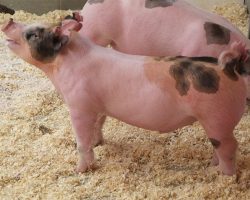 Sire: Hands To Yourself<br>
Sire of Dam: Square Edge 85-10br>
DOB: 4/12/2021