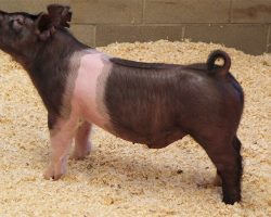 Sire: Hands To Yourself<br>
Sire of Dam: On Point 217-7br>
DOB: 4/13/2021