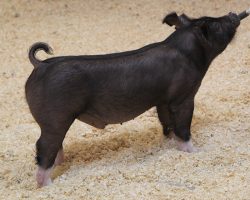 Sire: Trumpet<br>
Sire of Dam: Wedding Night 69-2br>
DOB: 4/14/2021