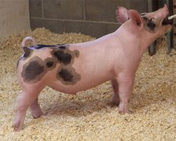 Sire: Hands To Yourself<br>
Sire of Dam: Undisputed 29-12br>
DOB: 4/15/2021
