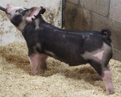 Sire: Monster <br>
Sire of Dam: Keep Talkin 18-8<br>
DOB: 5/26/2021