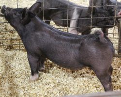 Sire: Hands To Yourself<br>
Sire of Dam: Outta Line 191-1br>
DOB: 4/15/2021