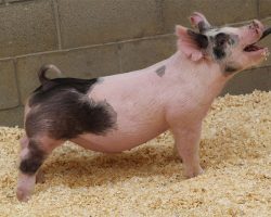 Sire: Hands To Yourself<br>
Sire of Dam: Outta Line 191-1br>
DOB: 4/15/2021