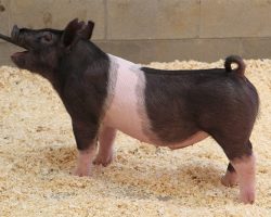 Sire: Hands To Yourself<br>
Sire of Dam: Shine On 222-9br>
DOB: 4/16/2021