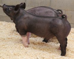 Sire: Hands To Yourself<br>
Sire of Dam: Outta Line 191-1br>
DOB: 4/16/2021