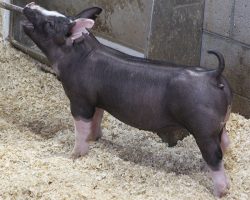 Sire: Bullet Proof<br>
Sire of Dam: Injured Reserve 39-6 br>
DOB: 5/20/2021