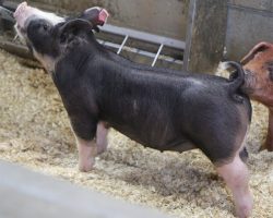 Sire: Monster <br>
Sire of Dam: Keep Talkin 18-8br>
DOB: 5/26/2021
