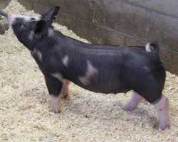 Sire: Monster <br>
Sire of Dam: Keep Talkin 18-8br>
DOB: 5/26/2021