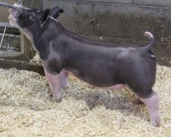 Sire: Throwing Stones <br>
Sire of Dam: Bullet Proof 25-4br>
DOB: 5/26/2021