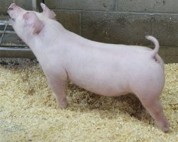 Sire: Oscar Meyer<br>
Sire of Dam: First Take 10-7br>
DOB: 5/26/2021