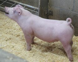 Sire: Oscar Meyer<br>
Sire of Dam: First Take 10-7br>
DOB: 5/26/2021
