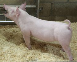 Sire: Oscar Meyer<br>
Sire of Dam: Jack In The Box 130-8br>
DOB: 6/1/2021