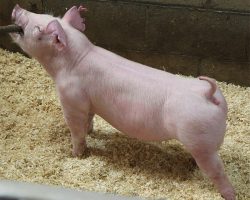 Sire: Chili Dog <br>
Sire of Dam: Boomwang 1-1br>
DOB: 6/2/2021