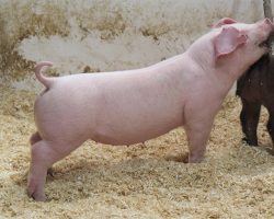 Sire: Custom Built <br>
Sire of Dam: Ein 183-2br>
DOB: 6/10/2021