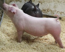 Sire: Custom Built <br>
Sire of Dam: Ein 183-2br>
DOB: 6/10/2021