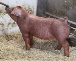 Sire: Hibachi <br>
Sire of Dam: Adderall 284-9br>
DOB: 5/20/2021