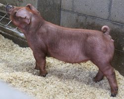 Sire: Blackstone <br>
Sire of Dam: Adderall 284-7br>
DOB: 5/20/2021