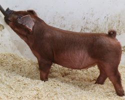 Sire: Kingslayer <br>
Sire of Dam: High Alert 56-2br>
DOB: 6/1/2021
