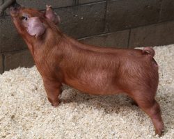 Sire: Bomb Squad <br>
Sire of Dam: Unchained 277-9br>
DOB: 6/1/2021