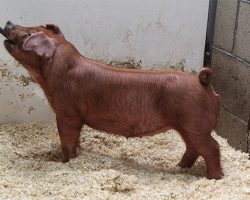 Sire: Bomb Squad <br>
Sire of Dam: Unchained 277-9br>
DOB: 6/1/2021