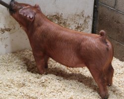 Sire: Bomb Squad <br>
Sire of Dam: Unchained 277-9br>
DOB: 6/1/2021