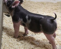 Sire: Throwing Stones <br>
Sire of Dam: Bullet Proof 25-4<br>
DOB: 5/26/2021