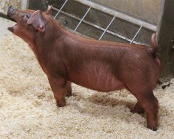 Sire: Bomb Squad <br>
Sire of Dam: Bohannon 3-5br>
DOB: 6/1/2021