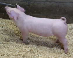 Sire: Change of Pace <br>
Sire of Dam: Overtime 91-8br>
DOB: 5/26/2021