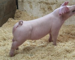 Sire: Change of Pace <br>
Sire of Dam: Overtime 91-8br>
DOB: 5/26/2021