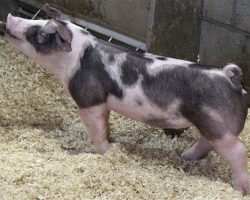 Sire: Big Bam<br>
Sire of Dam: Loud Mouth 95-1br>
DOB: 5/26/2021