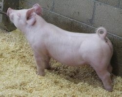 Sire: Jasper <br>
Sire of Dam: Leaps & Bounds 230-3br>
DOB: 5/20/2021