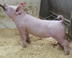 Sire: Jasper <br>
Sire of Dam: Leaps & Bounds 230-3br>
DOB: 5/20/2021