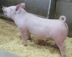 Sire: Jasper <br>
Sire of Dam: Leaps & Bounds 230-3br>
DOB: 5/20/2021