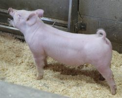 Sire: Jasper <br>
Sire of Dam: Leaps & Bounds 230-3br>
DOB: 5/20/2021