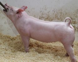 Sire: Renaissance <br>
Sire of Dam: Leaps & Bounds 107-2br>
DOB: 6/1/2021
