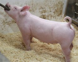 Sire: Renaissance <br>
Sire of Dam: Leaps & Bounds 107-2br>
DOB: 6/1/2021
