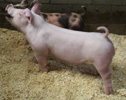 Sire:Oscar Meyer<br>
Sire of Dam:Jack In The Box 130-8<br>
DOB: 6/1/2021