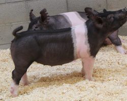 Sire: Foresight <br>
Sire of Dam: Outta Line 226-7br>
DOB: 3/28/2021