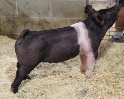 Sire: Sun Daze<br>
Sire of Dam: Up Down 142-5br>
DOB: 3/30/2021