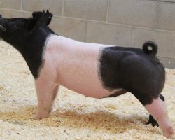 Sire: Hands To Yourself<br>
Sire of Dam: Cowboy Swag 55-1br>
DOB: 3/30/2021