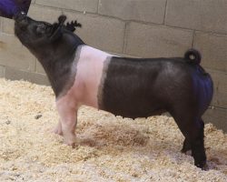 Sire: Hands To Yourself<br>
Sire of Dam: Cowboy Swag 55-1br>
DOB: 3/30/2021