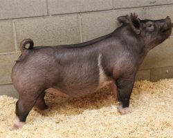 Sire: Hands To Yourself<br>
Sire of Dam: Cowboy Swag 55-1br>
DOB: 3/30/2021